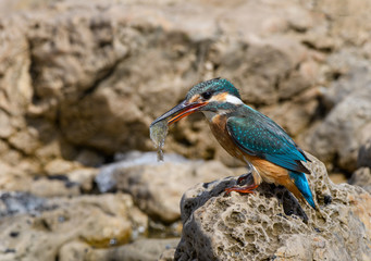 Common Kingfisher with Fish