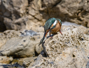 Common Kingfisher with Fish