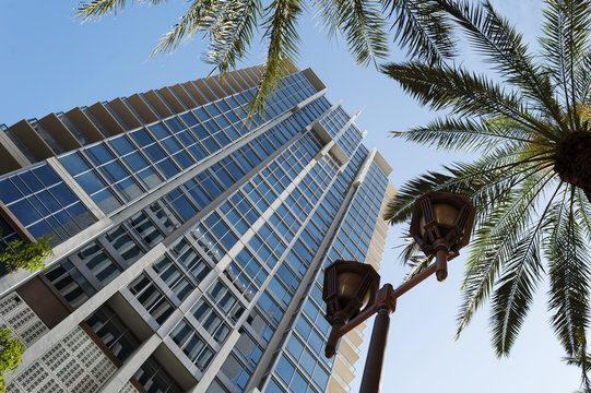Up Through the Palms
