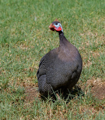 Fototapeta premium Guineafowl