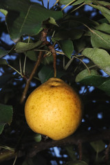 Pear/The fruit of pear on the tree, Altai, Russia