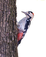 Syrian Woodpecker on White Background, Isolated