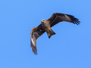 Fototapeta premium Black Kite Bird in flight on Blue Sky