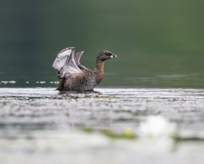 Pied-billed Grebe Flapping its Wings