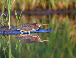 Green Heron