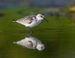 Sanderling