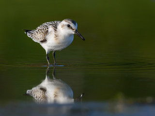 Sanderling