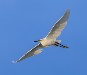 Little Egret in Flight on Blue Sky
