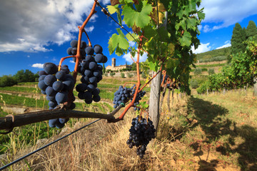 Tuscan Vineyard landscape with grapes and church in autumn