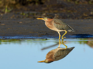Green Heron with Reflection Foraging