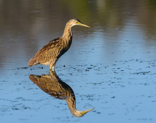 American Bittern Fishing