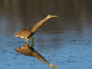 American Bittern