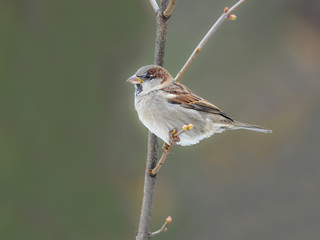 House Sparrow