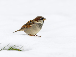 House Sparrow Perched on Snow