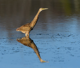 American Bittern with Reflection