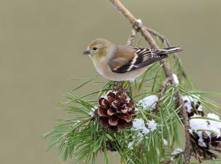 Female American Goldfinch in Winter