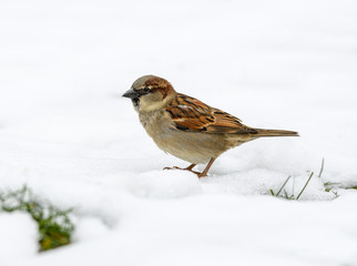 House Sparrow on Snow in Winter