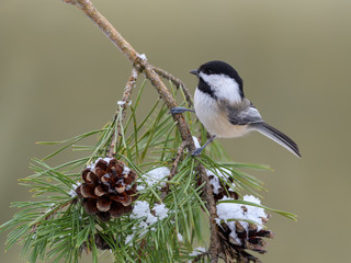 Black-Capped Chickadee Perched a Pine Branch with Cones in Winter
