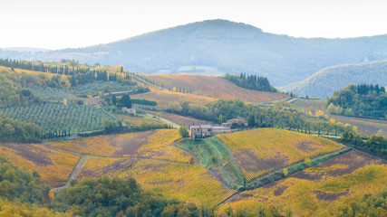 Chianti vineyard landscape in autumn
