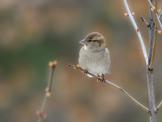 Fototapeta premium House Sparrow