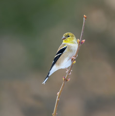 Male American Goldfinch in Winter