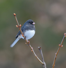 Dark-eyed Junco