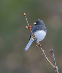 Fototapeta premium Dark-eyed Junco