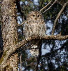 Barred Owl in Winter