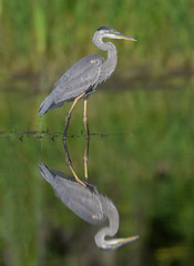 Great Blue Heron with Reflection