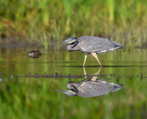 with ReflectionGreat Blue Heron 