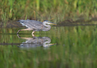 Great Blue Heron Fishing