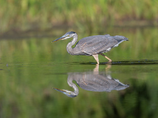 Great Blue Heron Fishing