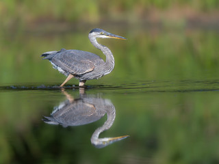 Great Blue Heron Fishing