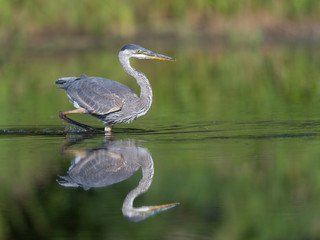Great Blue Heron Fishing