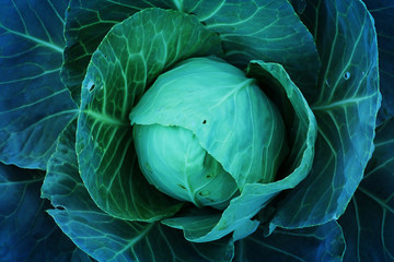 Obraz premium Agriculture fresh cabbage in Nontoxic farm. From rural of Thailand. 