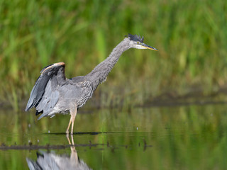 Great Blue Heron Fishing