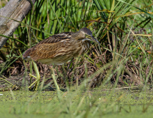 American Bittern