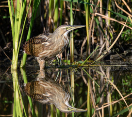 American Bittern
