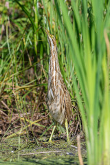 American Bittern