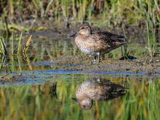Fototapeta premium Female Green-winged Teal
