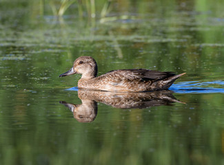 Female Green-winged Teal  Swimming