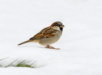 House Sparrow Perched on Snow