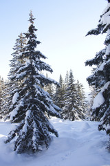 Fototapeta premium Winter forest. Snow covered spruces.