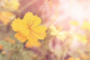 cosmos yellow flower in soft pink vintage tone 