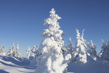 Winter forest. Snow covered spruces.