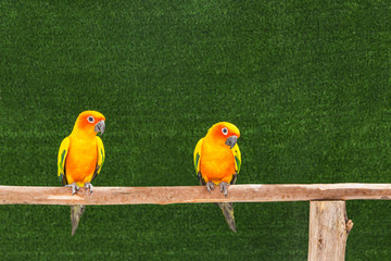 Fototapeta na wymiar Close up colorful sun conure parrot birds (Aratinga solstitialis) standing perch on the branch.