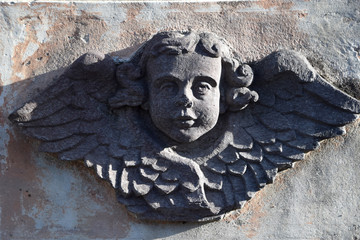 cherubino