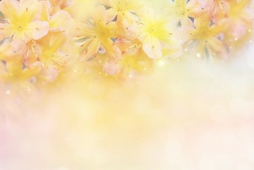 Naklejka na ściany i meble beautiful yellow flower soft background in pastel tone for valentine or wedding with copy space