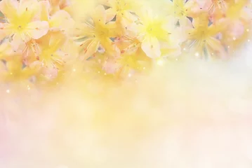 Cercles muraux Fleurs beautiful yellow flower soft background in pastel tone for valentine or wedding with copy space