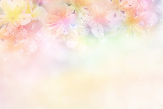 Fototapeta beautiful flower soft background in pastel tone for valentine or wedding 
